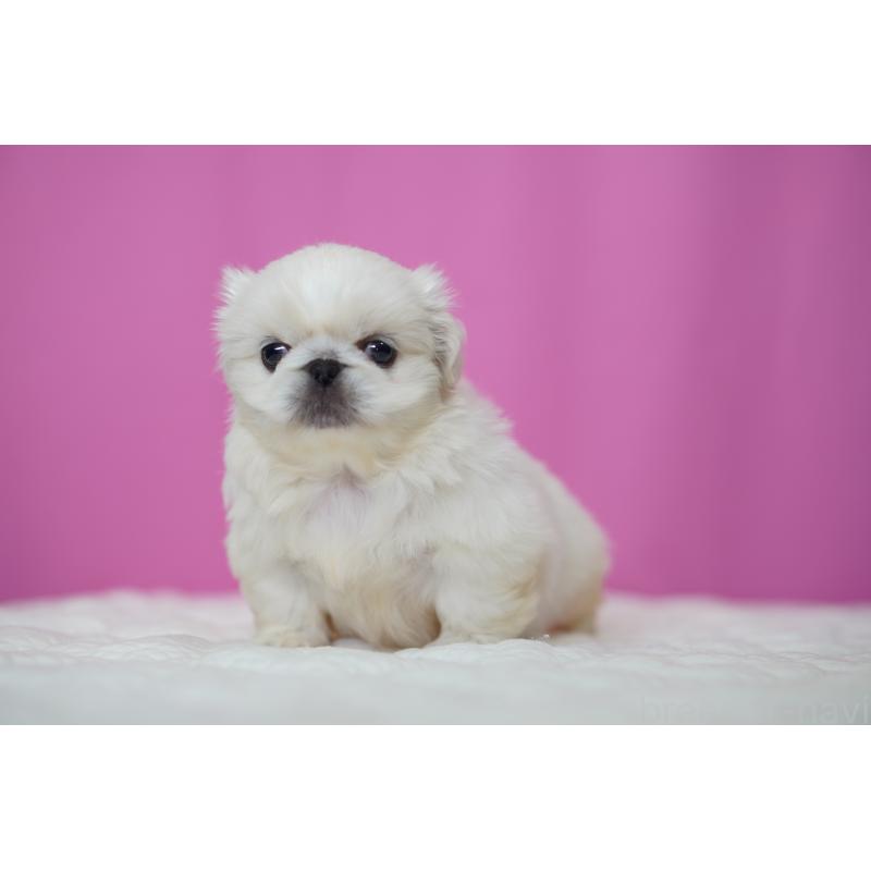 販売中の埼玉県のペキニーズ-452808の5枚目