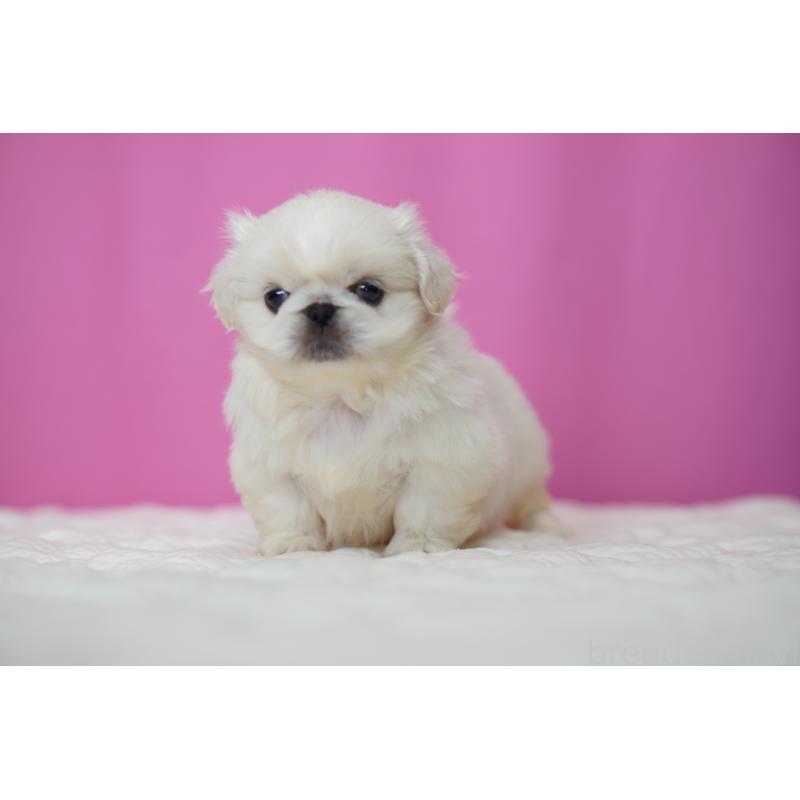 販売中の埼玉県のペキニーズ-452808の3枚目