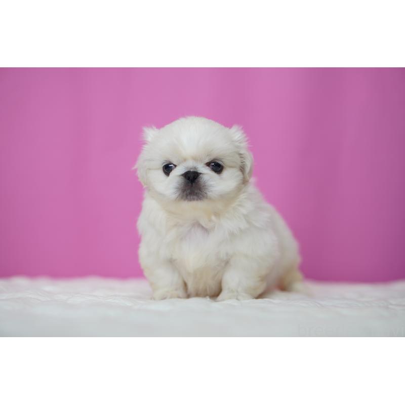 販売中の埼玉県のペキニーズ-452808の2枚目