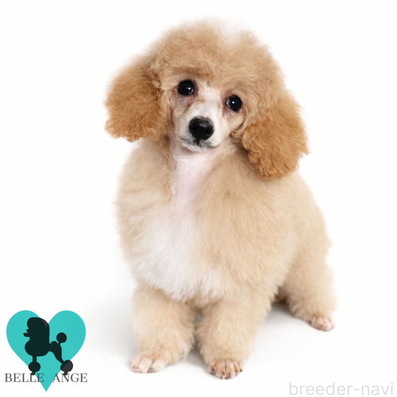 販売中の千葉県のトイプードル-452810の3枚目