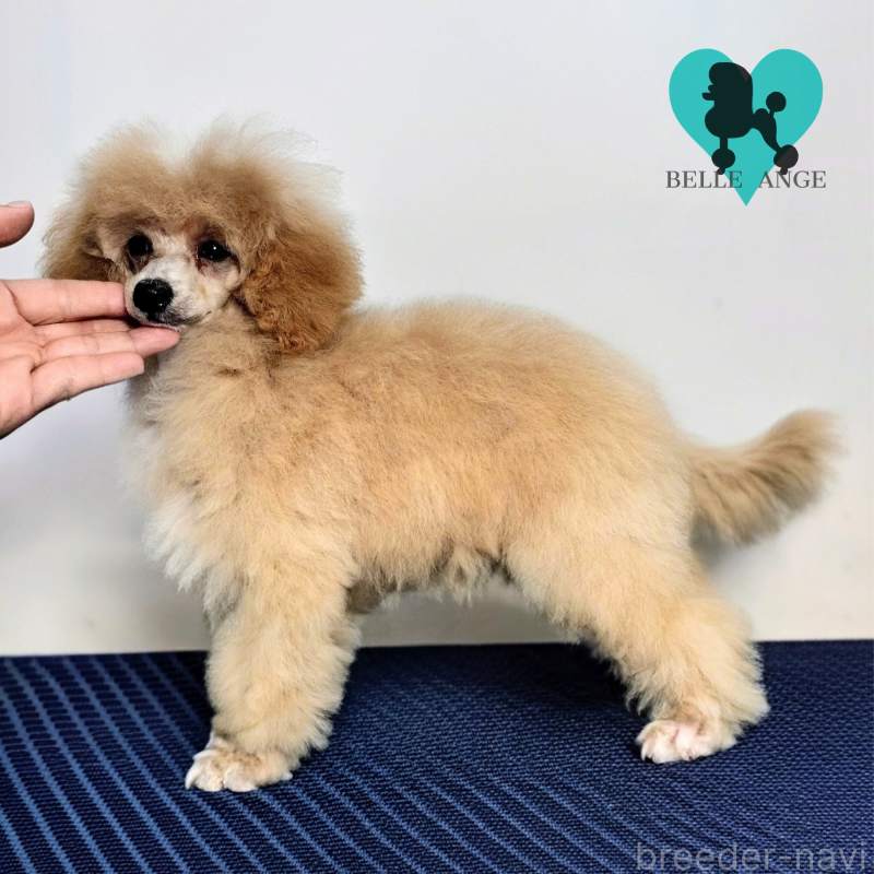 販売中の千葉県のトイプードル-452810の2枚目