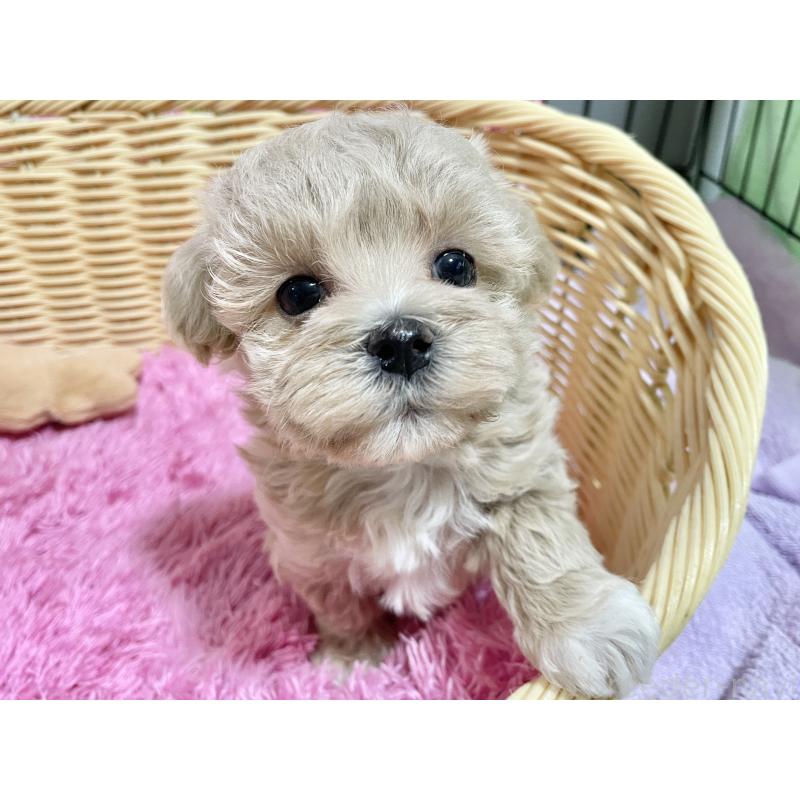 商談中の秋田県のマルプー:マルチーズ×トイプードル-452811の6枚目