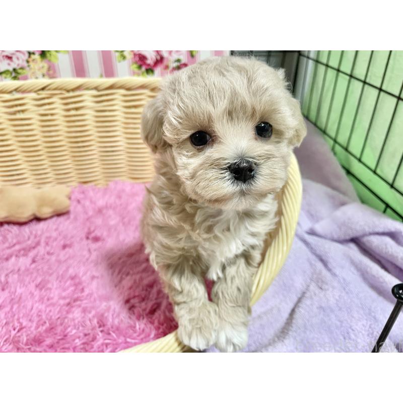 商談中の秋田県のマルプー:マルチーズ×トイプードル-452811の4枚目