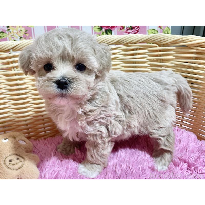 商談中の秋田県のマルプー:マルチーズ×トイプードル-452811の3枚目