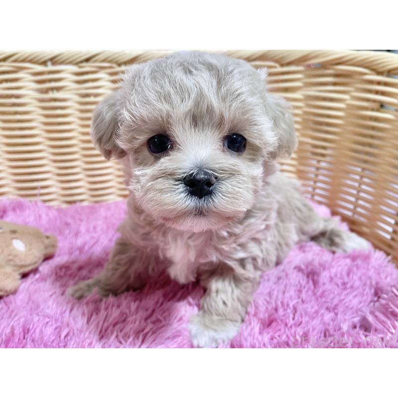 商談中の秋田県のマルプー:マルチーズ×トイプードル-452811の2枚目