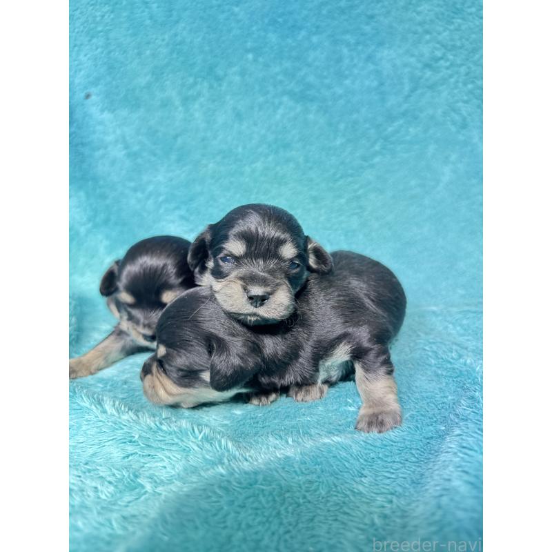 販売中の兵庫県のカニンヘンダックスフンド(ロングヘアード)-452814の3枚目