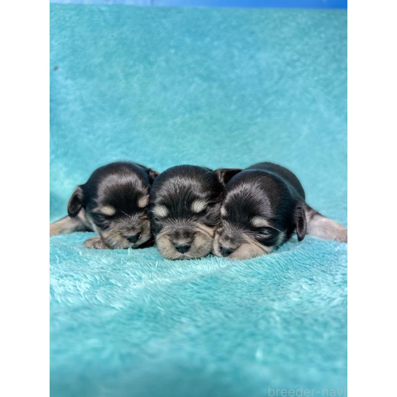 販売中の兵庫県のカニンヘンダックスフンド(ロングヘアード)-452814の2枚目