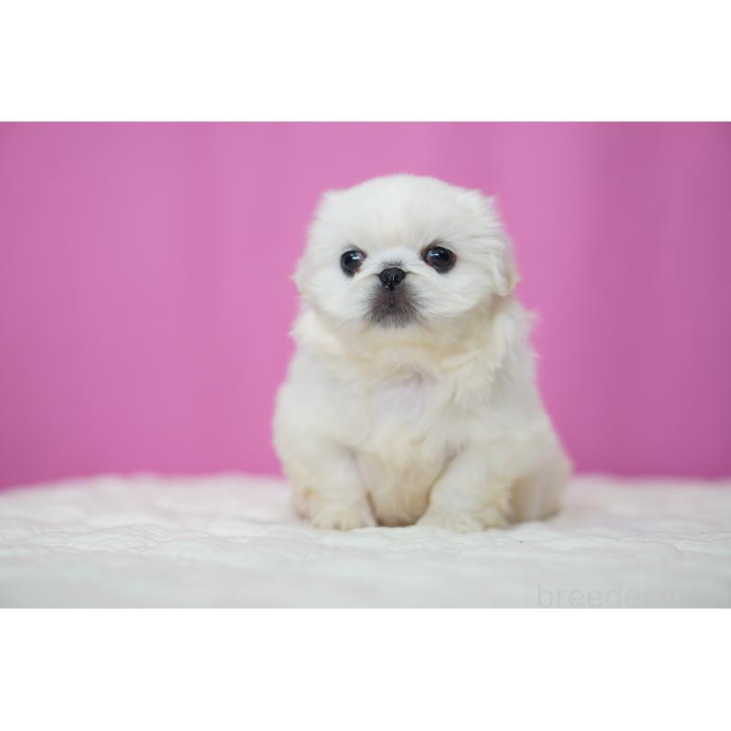 販売中の埼玉県のペキニーズ-452812の5枚目
