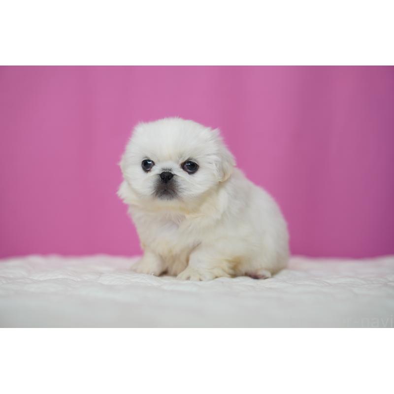 販売中の埼玉県のペキニーズ-452812の2枚目