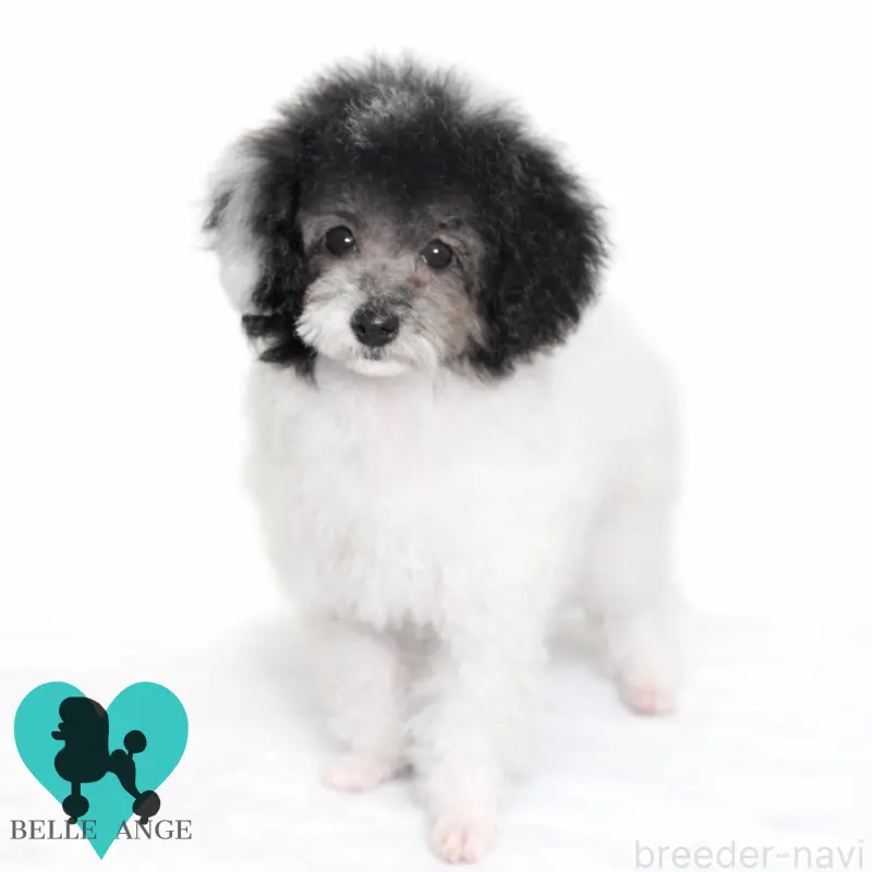 販売中の千葉県のタイニープードル-452818の2枚目