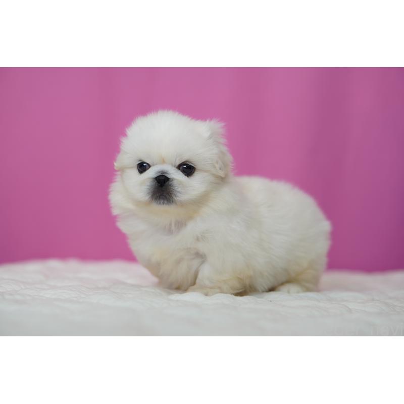 販売中の埼玉県のペキニーズ-452815の4枚目