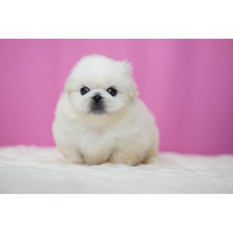 販売中の埼玉県のペキニーズ-452815の3枚目