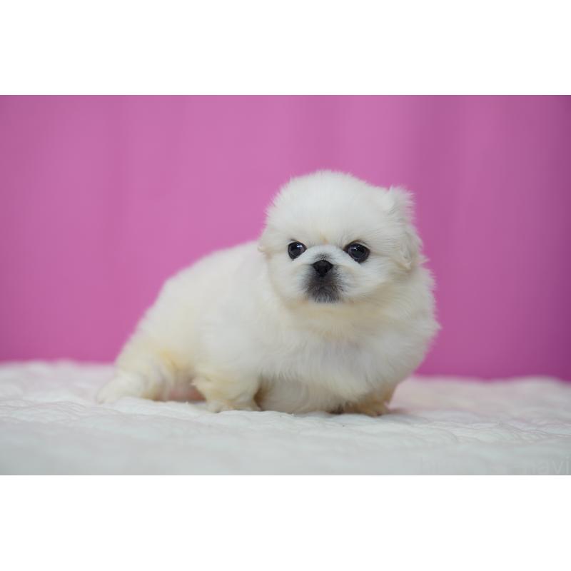 販売中の埼玉県のペキニーズ-452815の2枚目