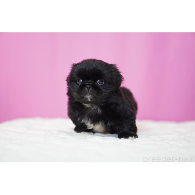 販売中の埼玉県のペキニーズ-452816の3枚目