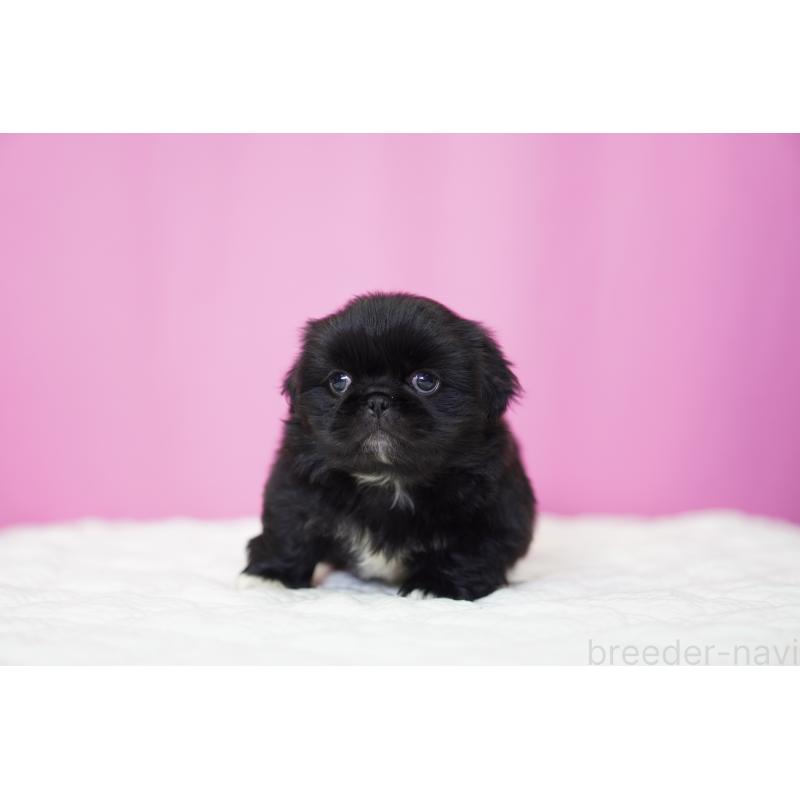 販売中の埼玉県のペキニーズ-452816の2枚目