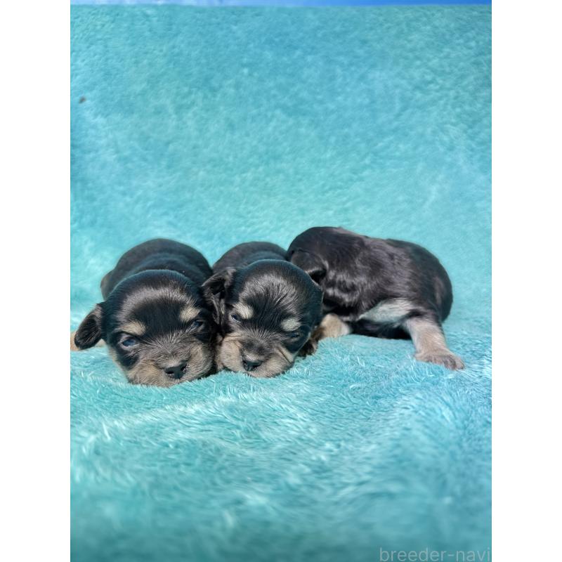 販売中の兵庫県のカニンヘンダックスフンド(ロングヘアード)-452817の3枚目