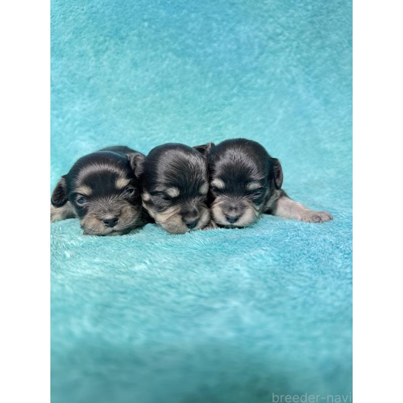 販売中の兵庫県のカニンヘンダックスフンド(ロングヘアード)-452817の2枚目