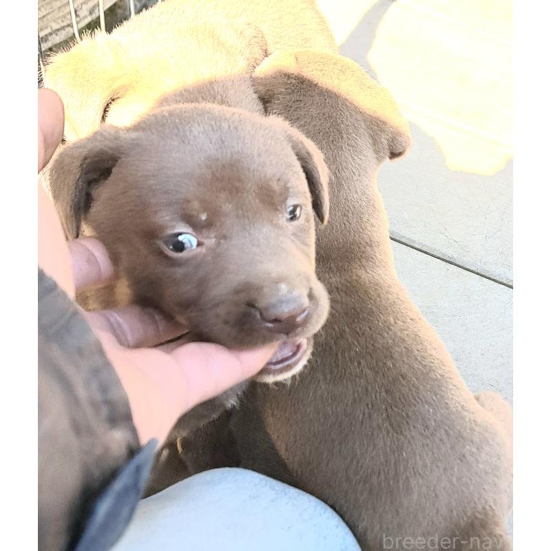 販売中の千葉県のミックス犬-452804の2枚目