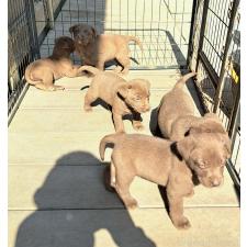 ♀︎ミックス犬