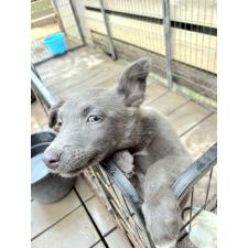 ♀︎ミックス犬