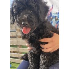 ♀︎ラブラドゥードル:ラブラドールレトリーバー×プードル