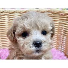 オンライン見学