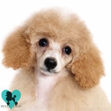 ♀︎トイプードル