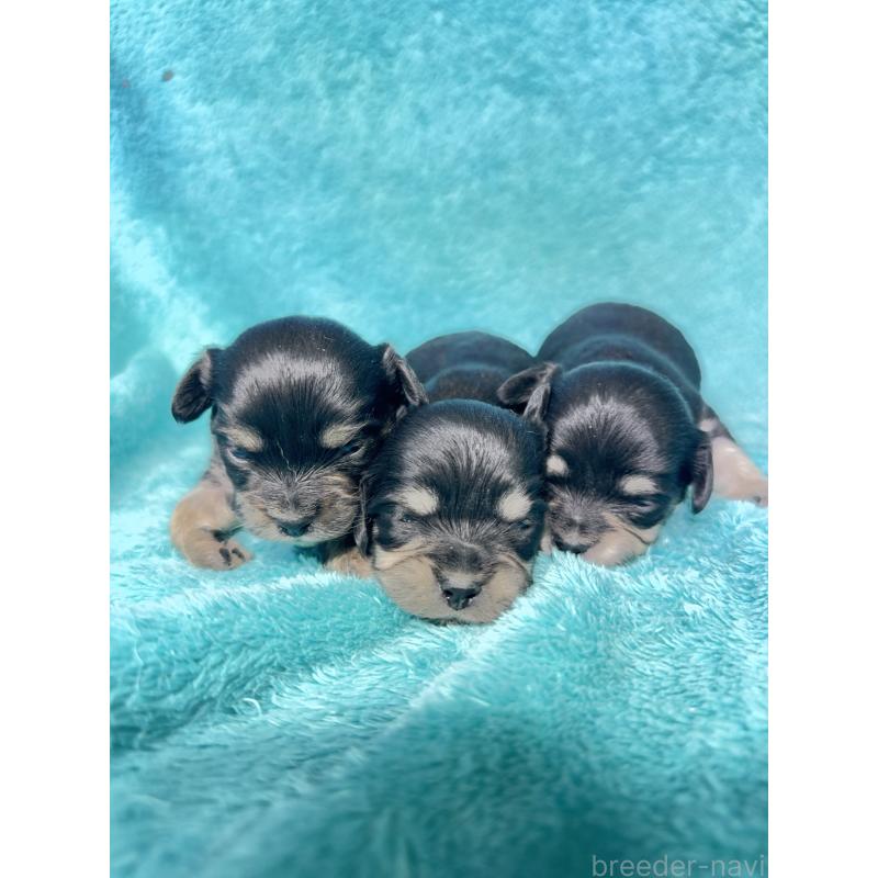 販売中の兵庫県のカニンヘンダックスフンド(ロングヘアード)-452819の2枚目