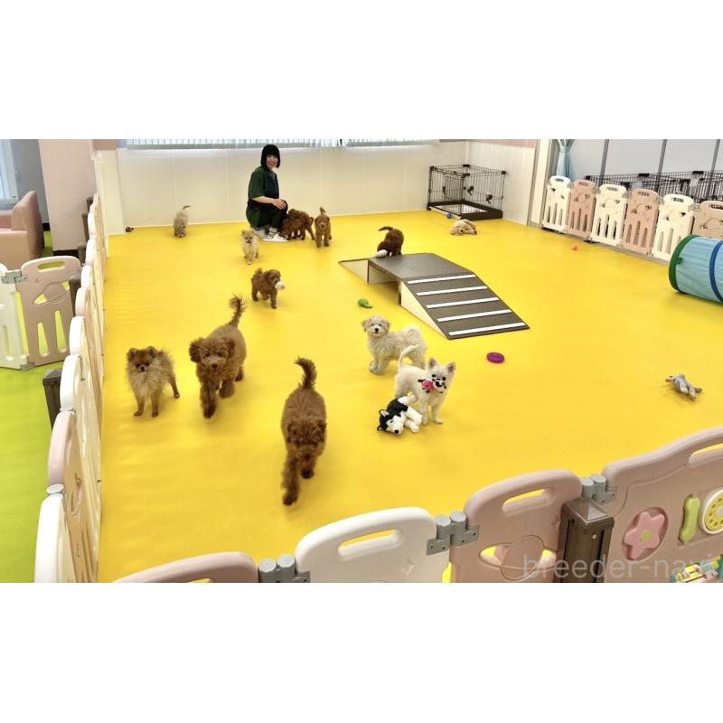 販売中の神奈川県のチワプー:チワワ×トイプードル-448816の2枚目