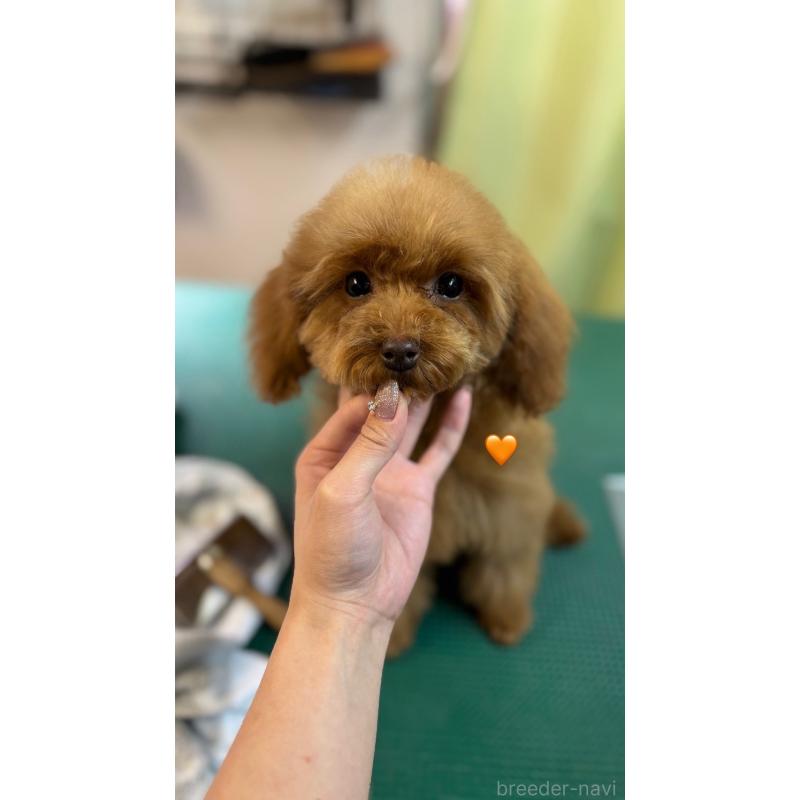 販売中の愛知県のトイプードル-429423