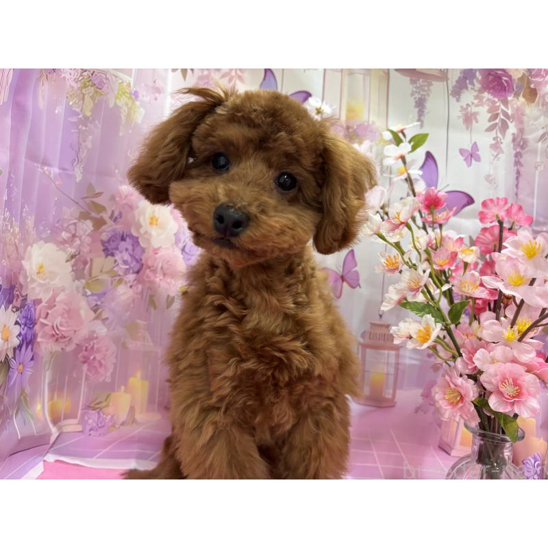 販売中の栃木県のトイプードル-423584