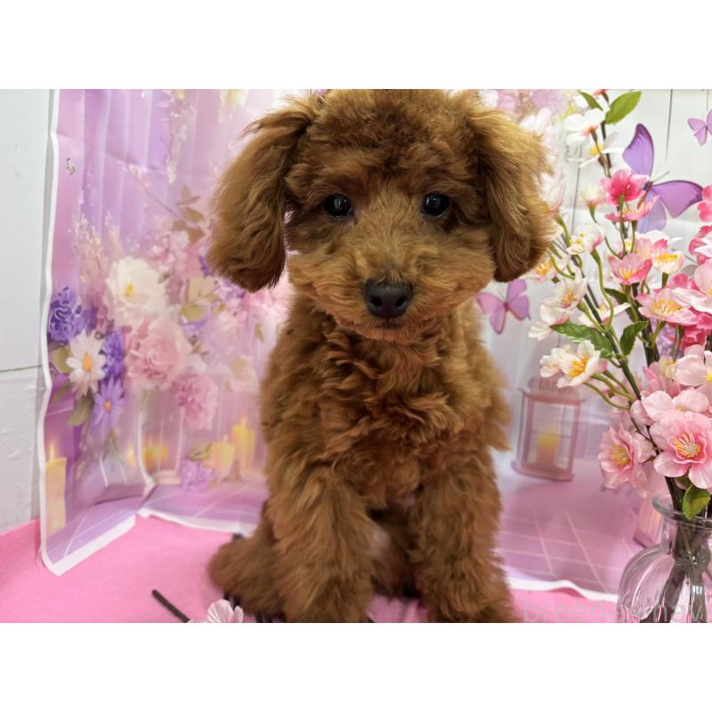 販売中の栃木県のトイプードル-423584の12枚目