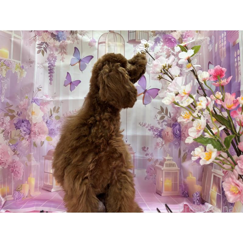 販売中の栃木県のトイプードル-423584の11枚目