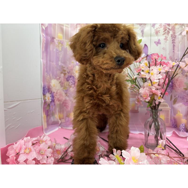 販売中の栃木県のトイプードル-423584の10枚目