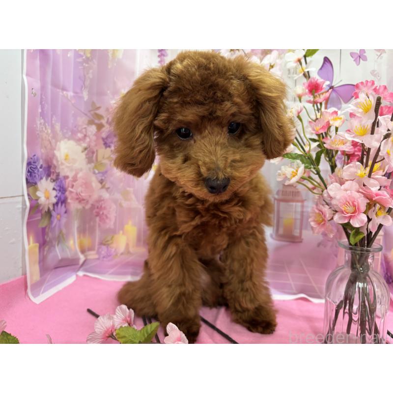 販売中の栃木県のトイプードル-423584の9枚目