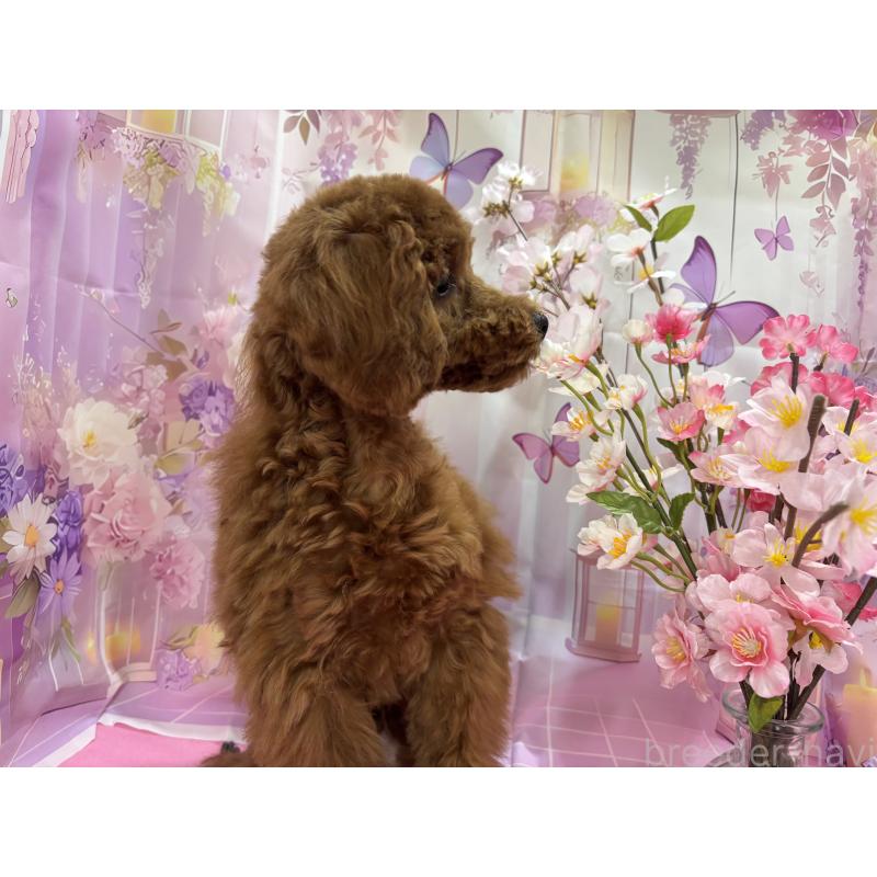 販売中の栃木県のトイプードル-423584の8枚目