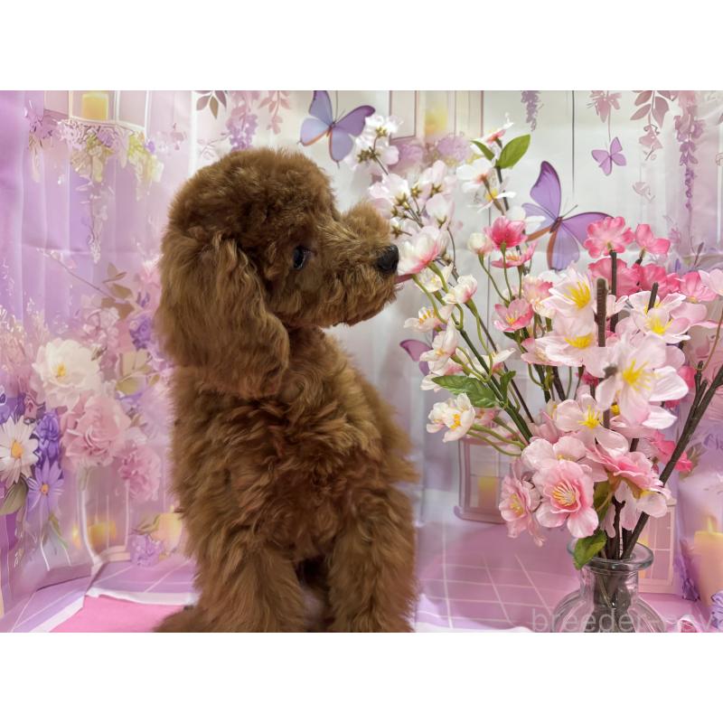 販売中の栃木県のトイプードル-423584の7枚目