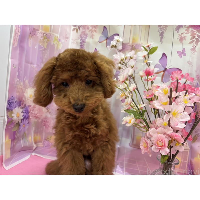 販売中の栃木県のトイプードル-423584の6枚目