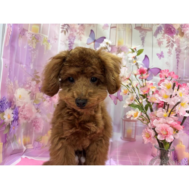 販売中の栃木県のトイプードル-423584の4枚目