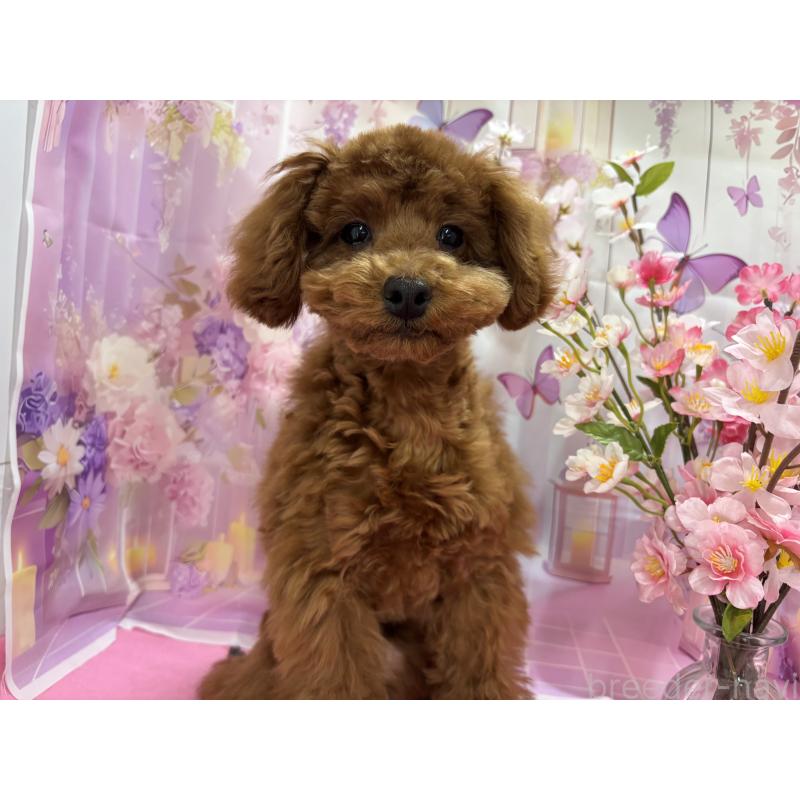 販売中の栃木県のトイプードル-423584の3枚目