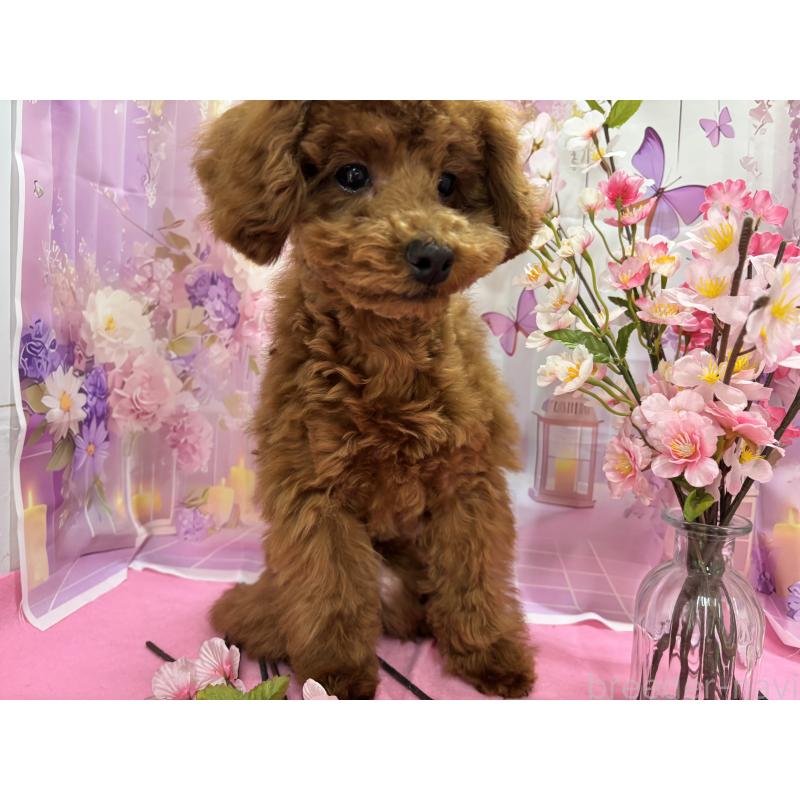 販売中の栃木県のトイプードル-423584の2枚目