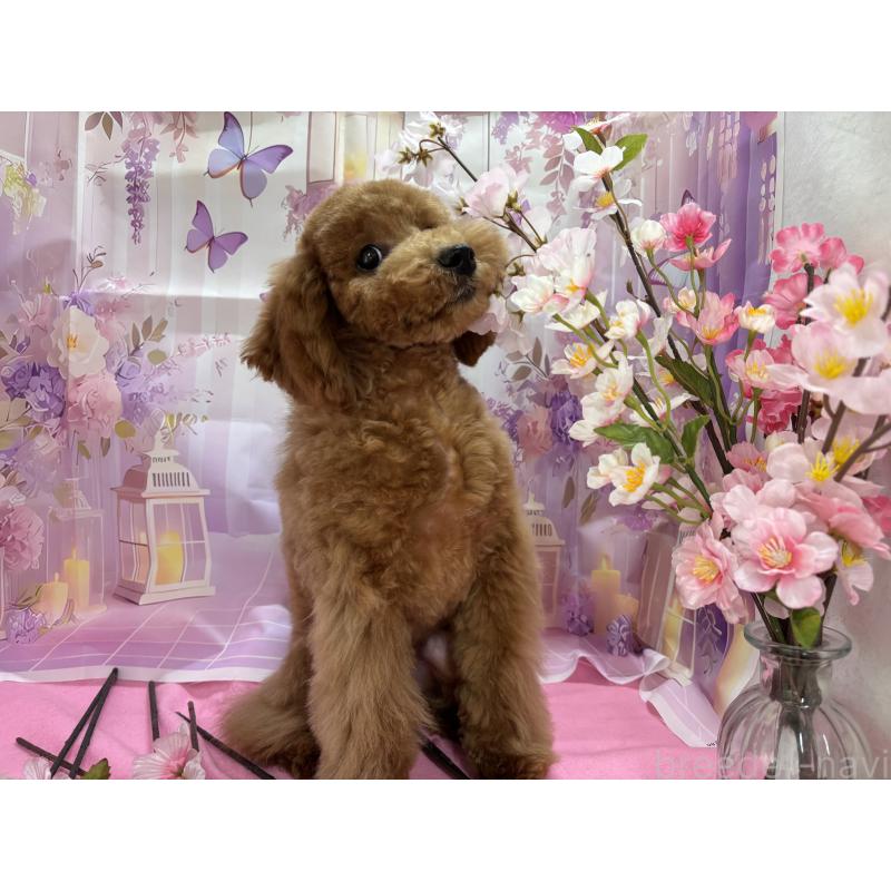 販売中の栃木県のトイプードル-423583の12枚目