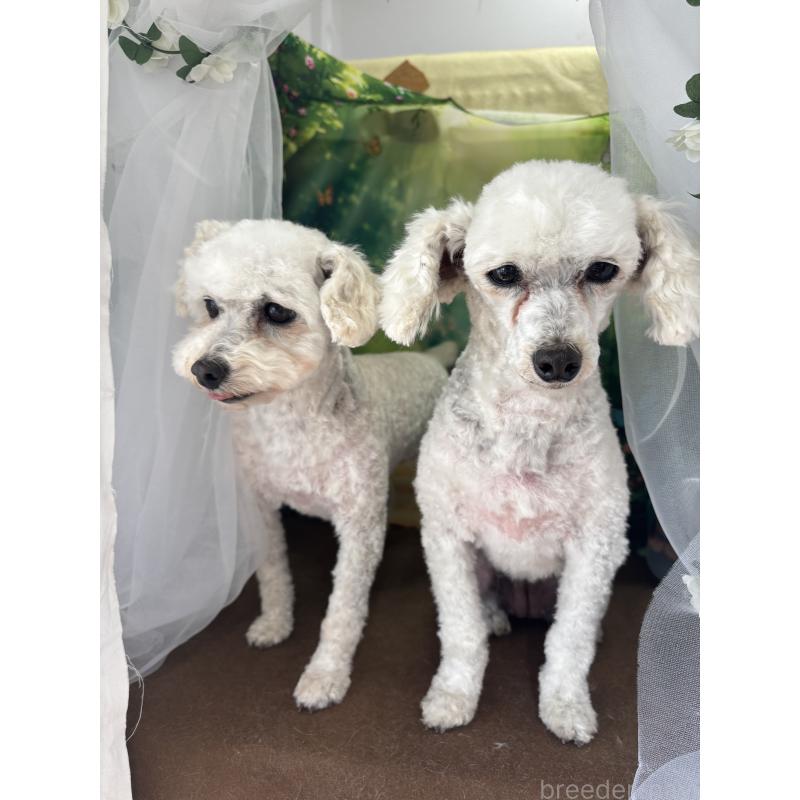 販売中の栃木県のトイプードル-423583の11枚目