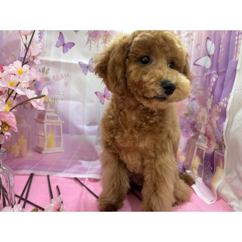 販売中の栃木県のトイプードル-423583の10枚目