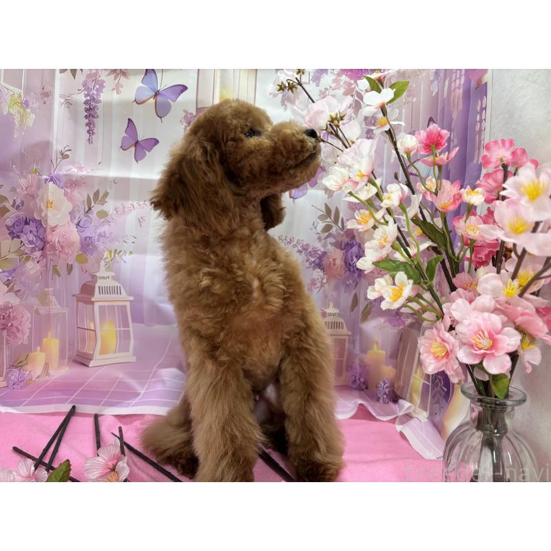 販売中の栃木県のトイプードル-423583の9枚目