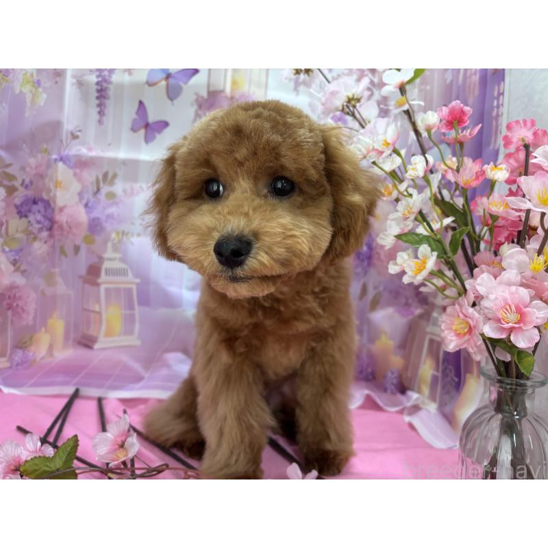 販売中の栃木県のトイプードル-423583の8枚目