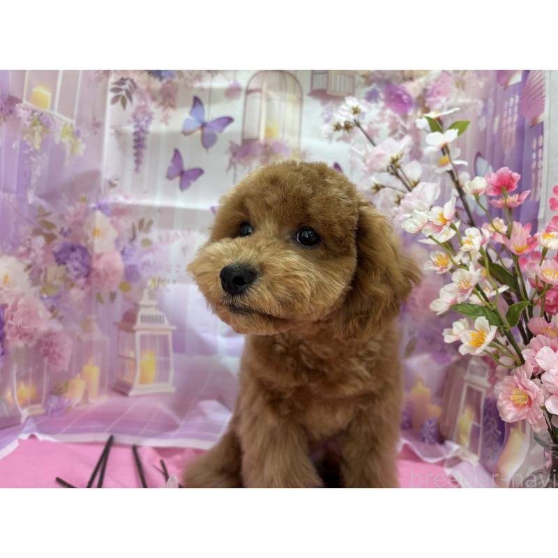 販売中の栃木県のトイプードル-423583の7枚目