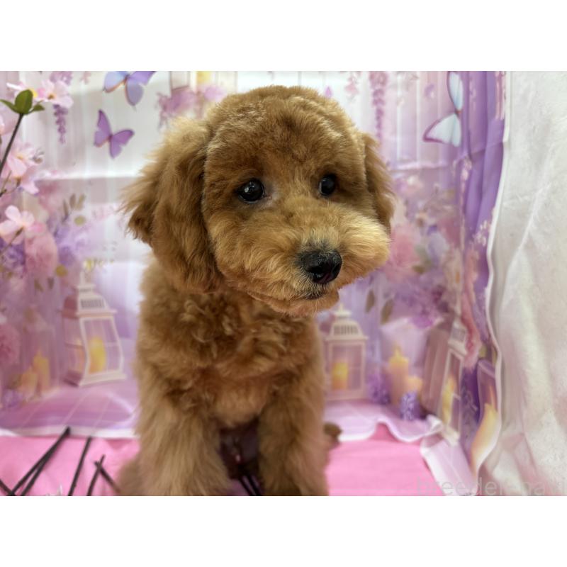 販売中の栃木県のトイプードル-423583の6枚目