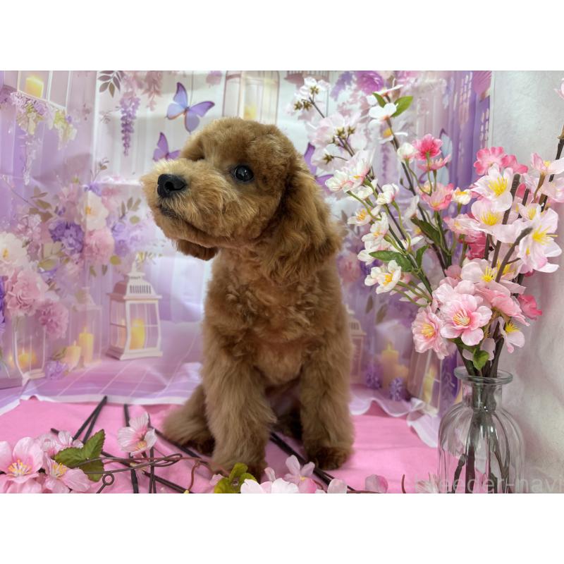 販売中の栃木県のトイプードル-423583の5枚目