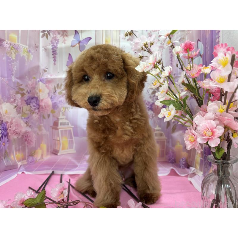 販売中の栃木県のトイプードル-423583の4枚目